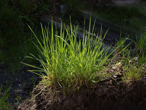 Grünes Gras Das Auf Der Wiese Aus Nächster Nähe Wächst — Stockfoto