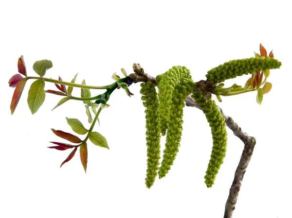 春に女性と男性の花を持つクルミの木 — ストック写真