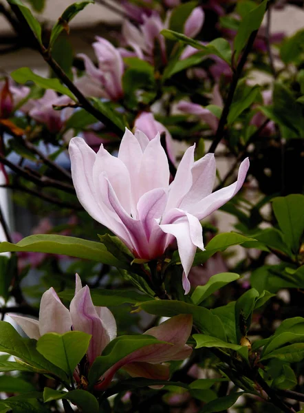 Magnolia Träd Med Vackra Blommor Våren — Stockfoto