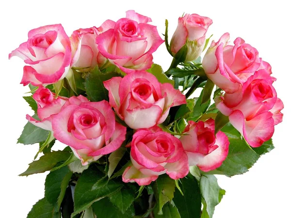 Posy Piękne Różowe Róże Zbliżenie — Zdjęcie stockowe
