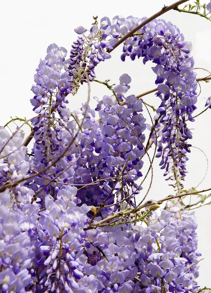 Wisteria Climbing Plant Clusters Lila Flowers — Stock Photo, Image