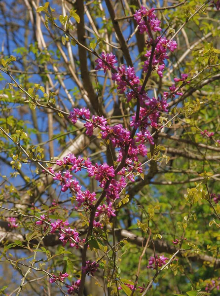 Fialové Květy Judastree Jaře — Stock fotografie