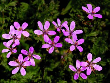 Küçük mor sardunya çiçekleri Norbertianum yabani bitkisi 