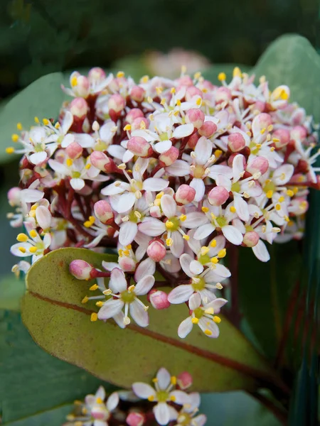 Fleurs Roses Grappes Buisson Skimmia Japonica Printemps — Photo