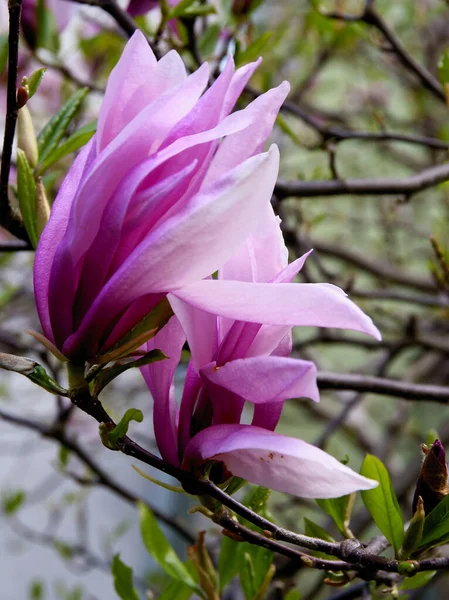 Magnolienbaum Mit Hübschen Blüten Frühling — Stockfoto