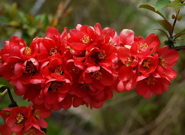 Chaenomeles Japonicum Cespuglio Con Fiori Rossi Coloe — Foto Stock