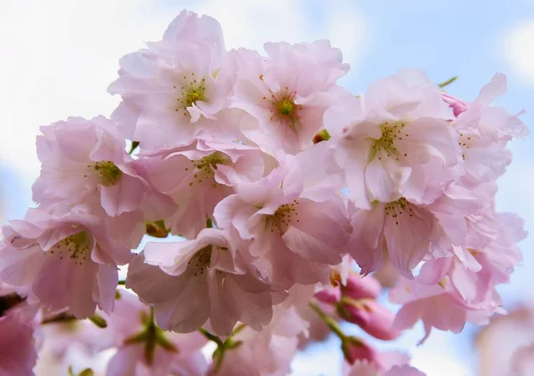 Prunus Serrulata Tree Pink Flowers Scenic — Stock Photo, Image