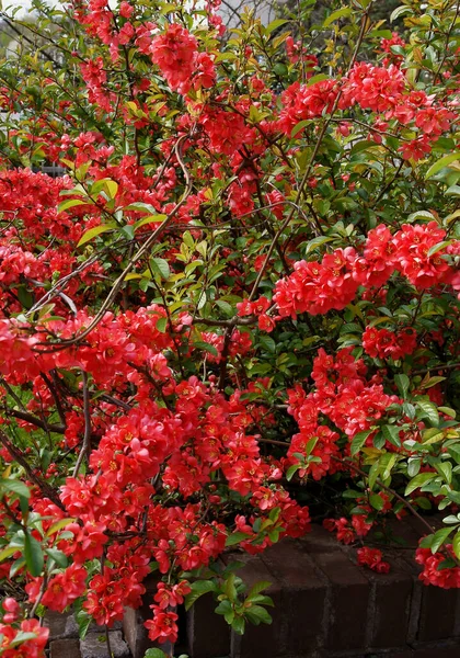 Jolies Fleurs Rouges Chaenomeles Japonicum Buisson Printemps — Photo
