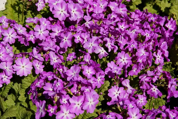 Purple Flowers Primula Sieboldii Close — Stock Photo, Image