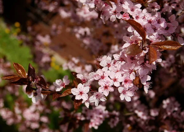 Malus Purpurea Manzano Cangrejo Que Florece Primavera — Foto de Stock