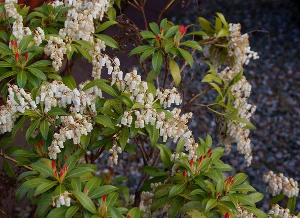 Arbusto Pieris Com Flores Brancas Folhas Multicoloridas — Fotografia de Stock