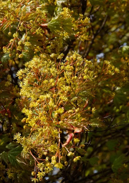 Érable Fleurissant Printemps Gros Plan — Photo