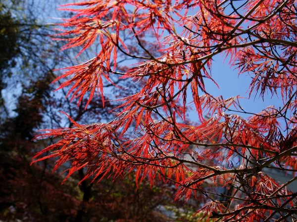 Acer Japonicum Drzewo Czerwonymi Liśćmi Wiosnę Malownicze — Zdjęcie stockowe