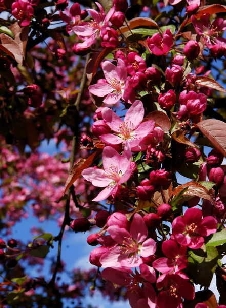 Flores Rosa Purpurea Malus Árvore Maçã Caranguejo Primavera — Fotografia de Stock