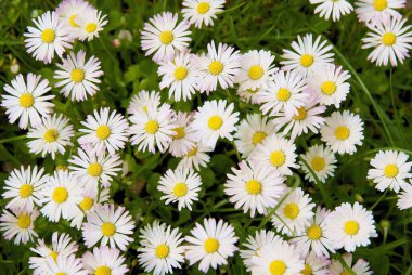 Baharda çayırlarda papatyalar