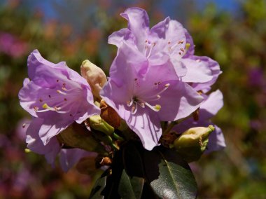 İlkbaharda rhododendron çalılarının Lila çiçeği