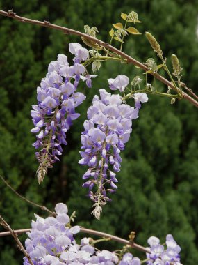 Çiçek kümeleriyle birlikte salkıma tırmanma bitkisi 