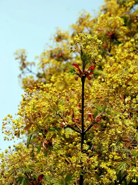 Árbol Arce Floreciendo Primavera Cerca —  Fotos de Stock