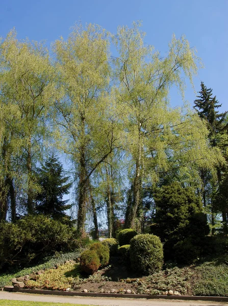 Paisagem Com Bétulas Primavera Parque — Fotografia de Stock