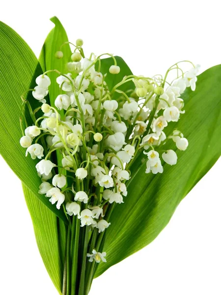 Convallaria Maialis Lelie Van Vallei Witte Bloemen Het Voorjaar — Stockfoto