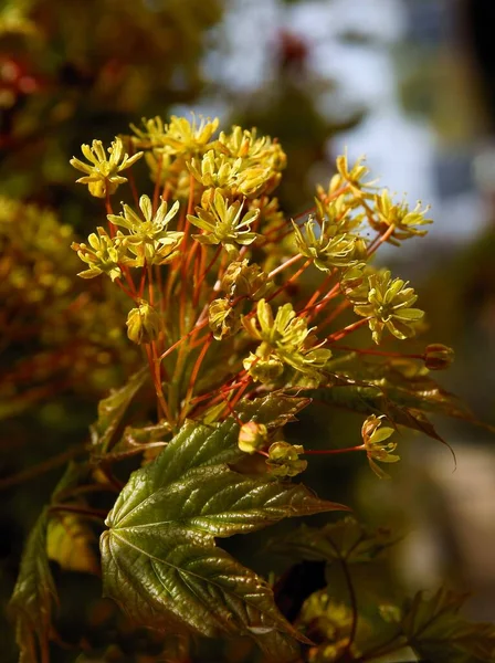 Lönn Träd Med Gula Blommor Våren Närbild — Stockfoto