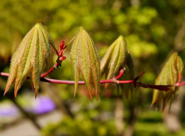 Acer Japanicum Дерево Парку Навесні — стокове фото