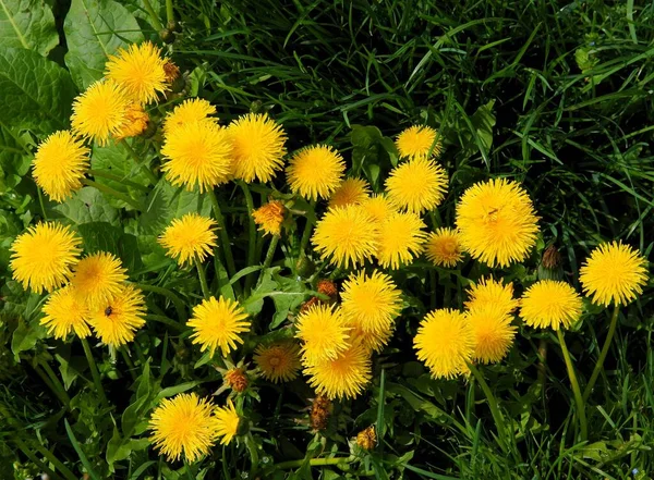 Gelber Löwenzahn Blüht Frühling Auf Der Wiese — Stockfoto