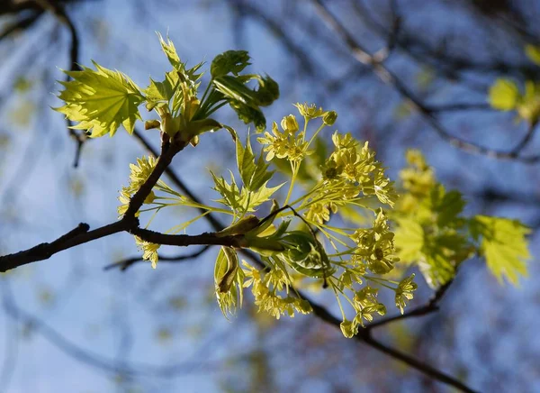 Lönn Träd Med Gula Blommor Våren Närbild — Stockfoto