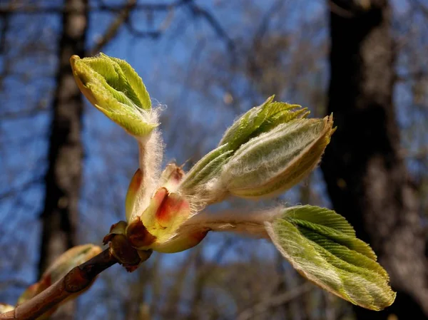 Knoppar Växande Färska Blad Kastanjeträd Våren — Stockfoto