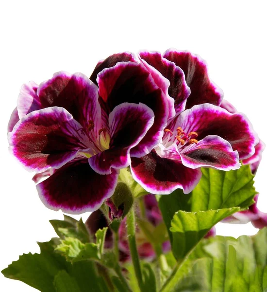 Deep Red Pink Flowers Geraniium Potted Plant — Stock Photo, Image