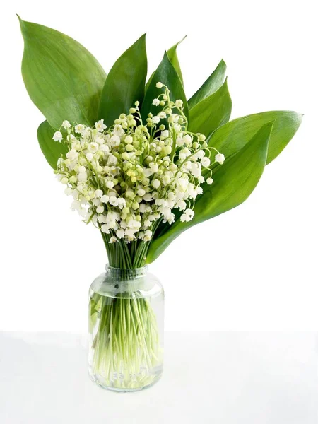 Lilia Doliny Białe Pachnące Kwiaty Wiosnę — Zdjęcie stockowe