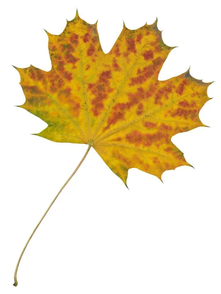 Multicolor Leaf Maple Tree Autumn Isolated — Stock Photo, Image