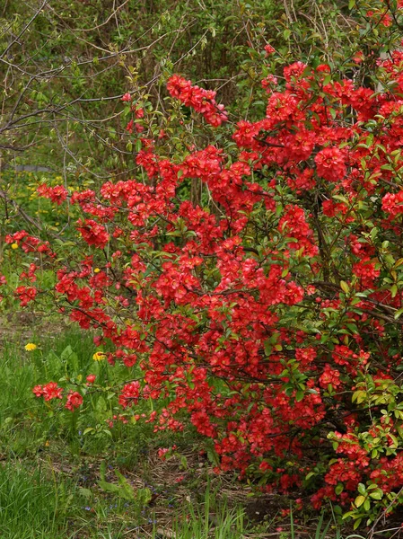 Szép Piros Virágok Chaenomeles Japonicum Bokor Tavasszal — Stock Fotó