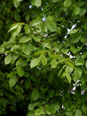 Karaağaç - yeşil yapraklı ulus karpinifolia