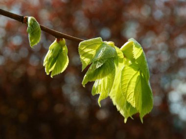 İlkbaharda taze yapraklar yetiştiren ıhlamur ağacı