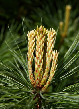 İlkbaharda büyüyen dallarıyla çam ağacı