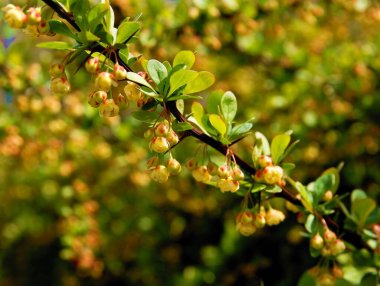 Sarı çiçekli Coreana Burberry çalısı