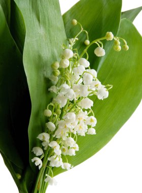 Vadideki zambak baharda beyaz kokulu çiçekler