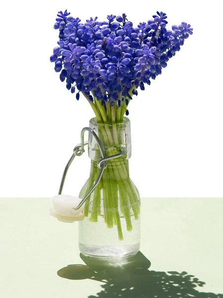 Lila Bloemen Van Lente Plant Druif Hyacint Muscari Close — Stockfoto