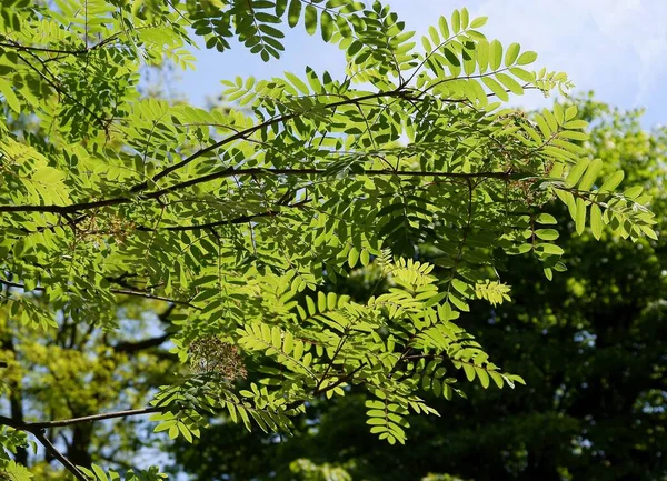 Folhas Verdes Sorbus Aucuparia Árvore Primavera — Fotografia de Stock