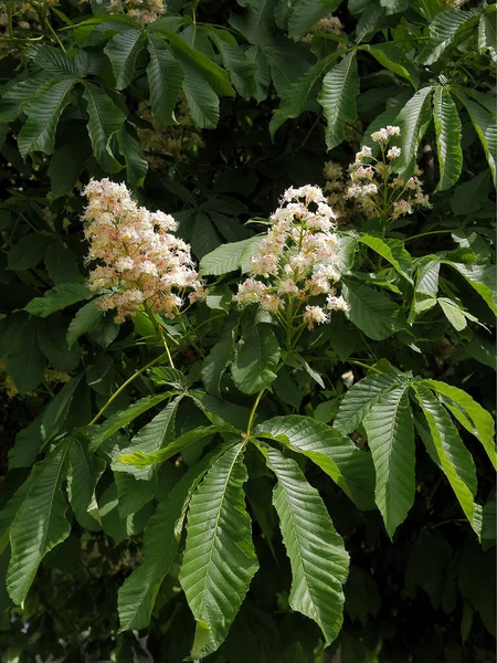 Fleurs Blanches Feuilles Croissance Esculus Castana Châtaignier — Photo