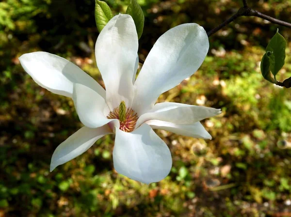 Ładny Duży Kwiat Drzewa Magnolii Wiosną — Zdjęcie stockowe