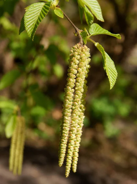 Ostrya Carpinifolia Árbol Que Florece Primavera Cerca —  Fotos de Stock