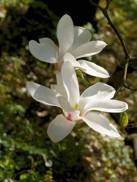 Bela Grande Flor Magnólia Árvore Primavera — Fotografia de Stock