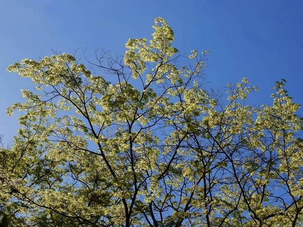 Acer Japonicum Arbre Dans Parc Printemps — Photo