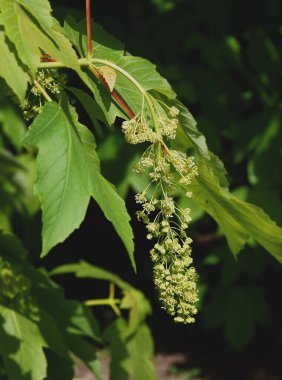 İlkbaharda yeşil yapraklı ve çiçekli çınar ağacı.