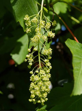 İlkbaharda yeşil yapraklı ve çiçekli çınar ağacı.