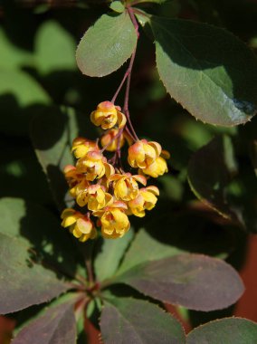 Sarı çiçekli Coreana Burberry çalısı