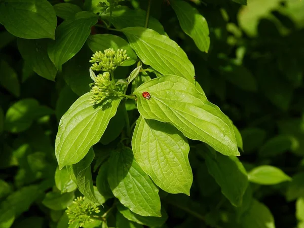 Rood Insect Coccinella Lieveheersbeestje Vrouwtje Koe Groen Blad Van Dichtbij — Stockfoto