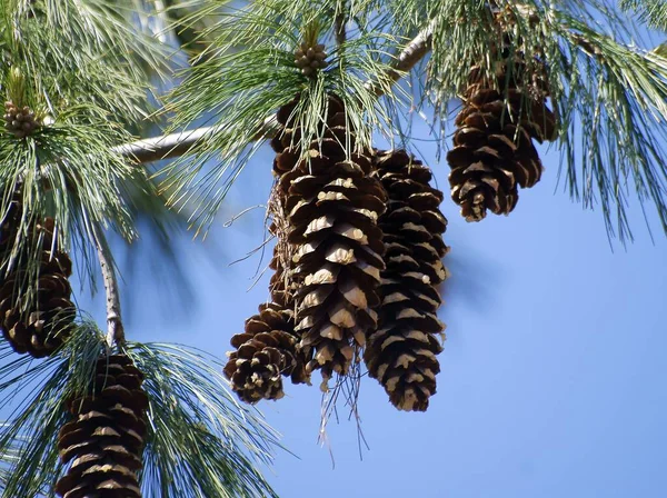 Pinus Walichiana Árbol Coníferas Con Conos Grandes Escénico —  Fotos de Stock